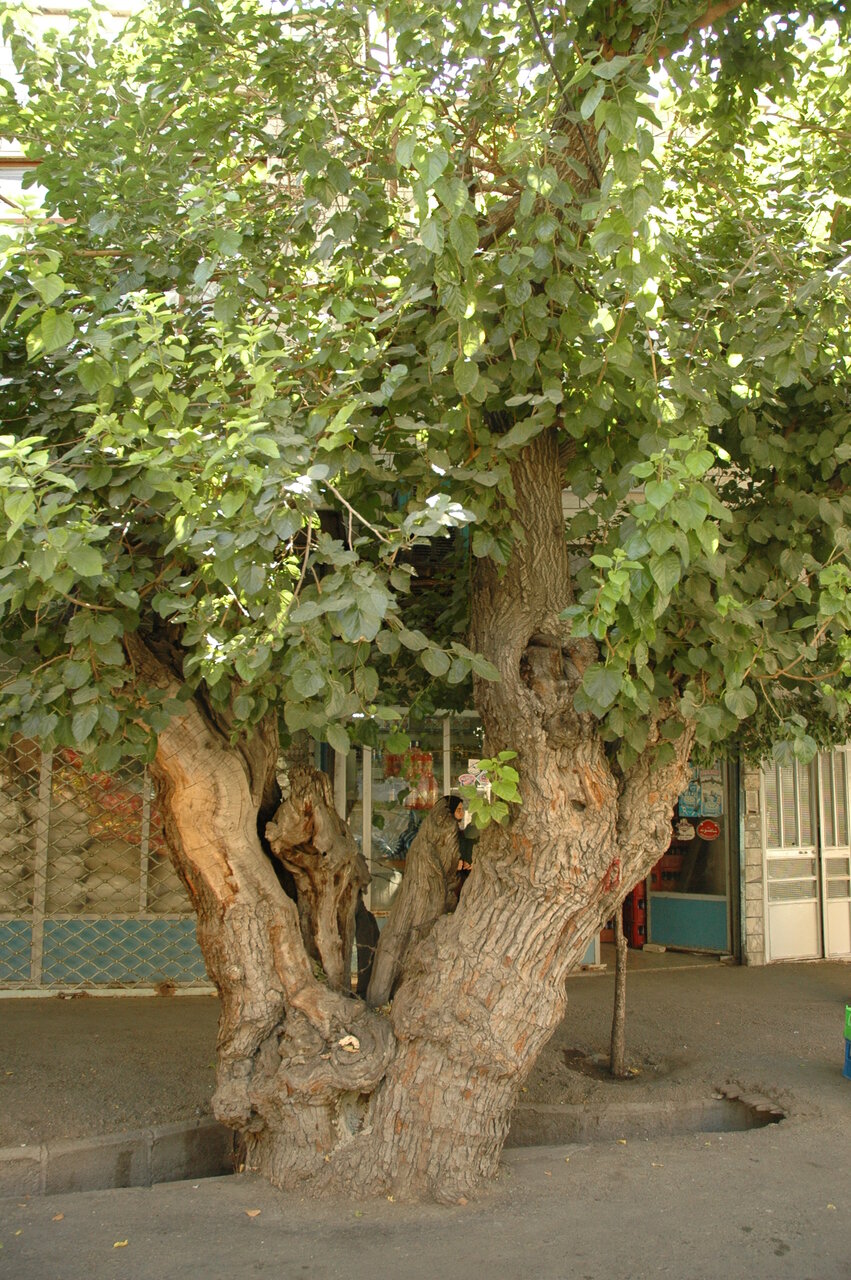 باغهای شیرین تهران | کجای تهران توت بخوریم؟