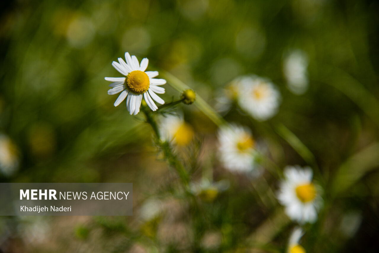 بابونه برای چی خوبه ؟ ؛ بهترین زمان مصرف دمنوش بابونه + طبع بابونه در طب سنتی