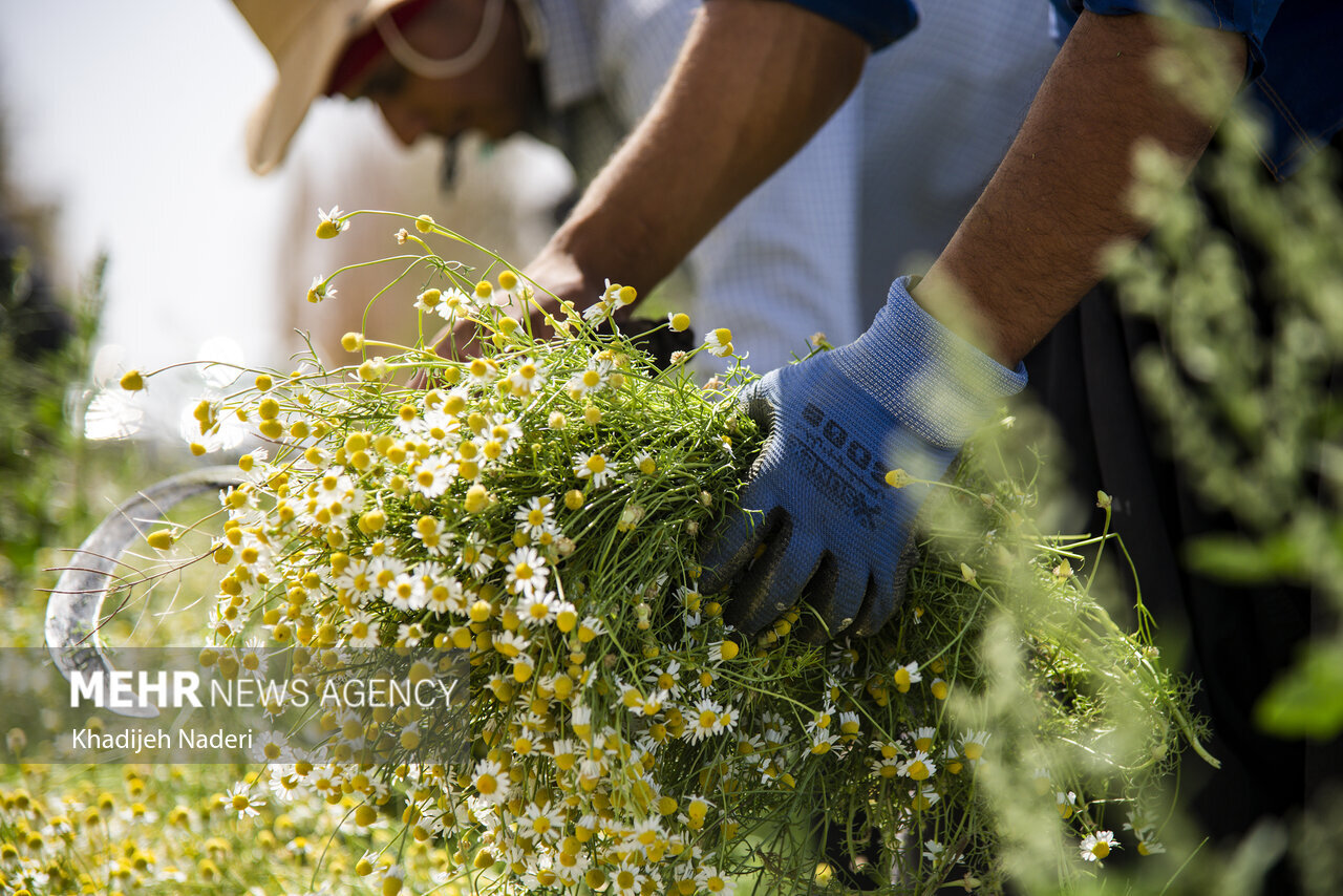 بابونه برای چی خوبه ؟ ؛ بهترین زمان مصرف دمنوش بابونه + طبع بابونه در طب سنتی