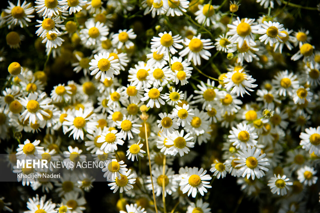 بابونه برای چی خوبه ؟ ؛ بهترین زمان مصرف دمنوش بابونه + طبع بابونه در طب سنتی