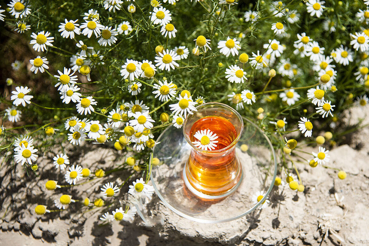 بابونه برای چی خوبه ؟ ‌؛ بهترین زمان مصرف دمنوش بابونه + طبع بابونه در طب سنتی