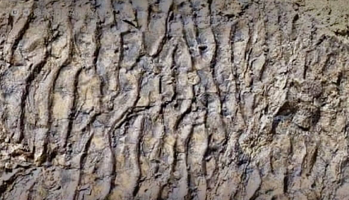 کشف جدید رد پای دایناسورها در ایران + عکس