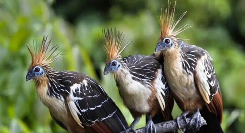 هوآتزین؛ بدبوترین پرنده جهان! | عکس