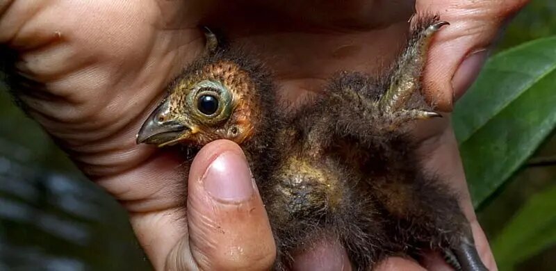 هوآتزین؛ بدبوترین پرنده جهان! | عکس