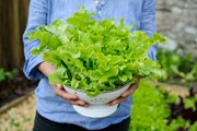 چگونه در گلدان خانه کاهو بکاریم و برداشت کنیم؟ + ویدئو