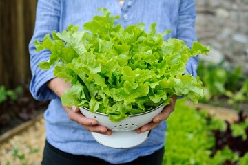 چگونه در گلدان خانه کاهو بکاریم و برداشت کنیم؟ + ویدئو