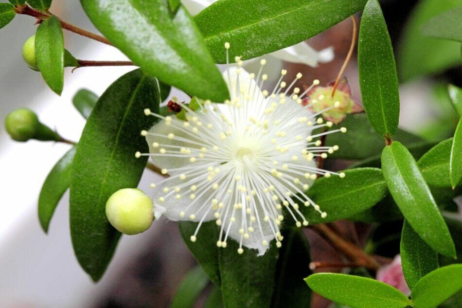 گیاه مورد چیست ؟ ؛ همه چیز درباره گیاه مورد | نحوه استفاده و میزان مصرف مورد + عکس گیاه مورد