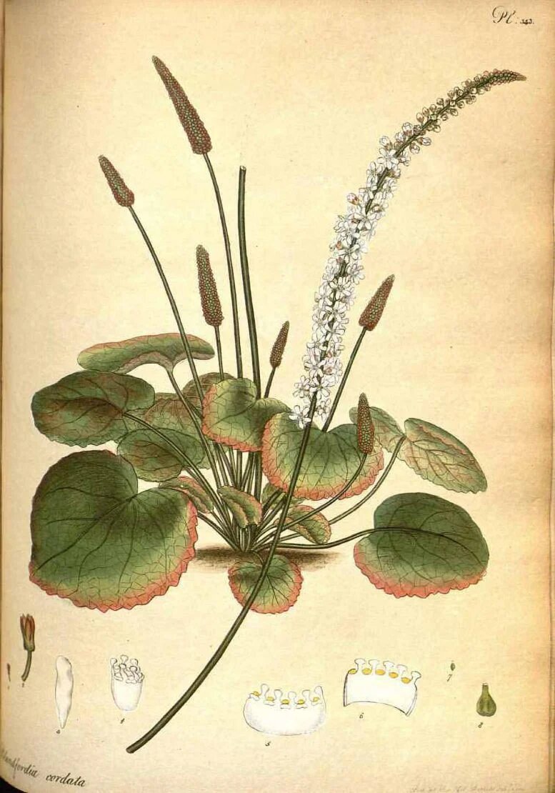 معجزه در سکوت | کشف یک معادله پیچیده از معمای کروموزومها در دنیای پنهان گیاهان