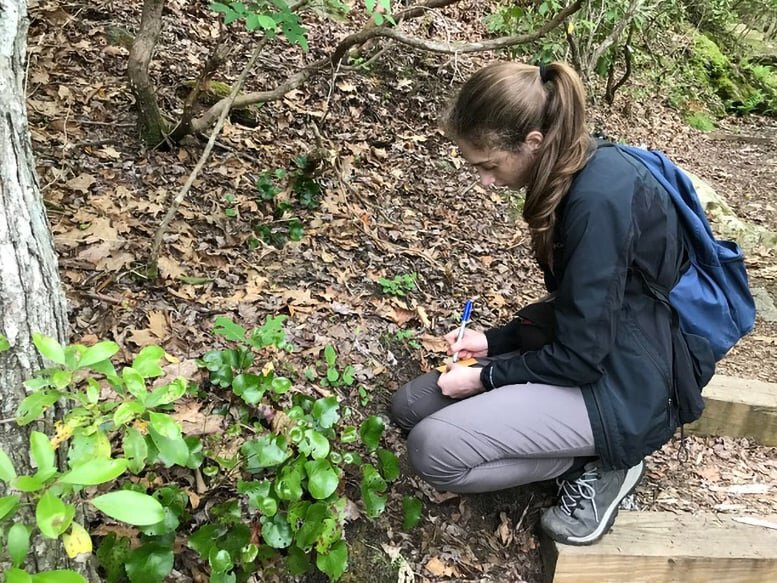 معجزه در سکوت | کشف یک معادله پیچیده از معمای کروموزومها در دنیای پنهان گیاهان