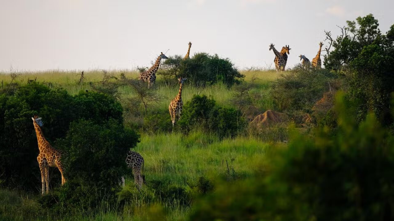 کشف الگوی جهانی در توزیع ساختار پنهان تنوع زیستی زمین