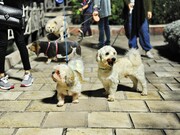 تکلیف سگ‌ها در مراکز عمومی چه زمانی روشن می شود؟ | ویدئو