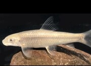 کشف یک گونه جدید ماهی در حوضه آبریز مکران