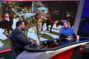 ممنوعیت سگ‌گردانی، از قانون تا واقعیت