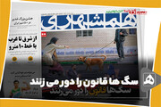 سگ ها قانون را دور می زنند