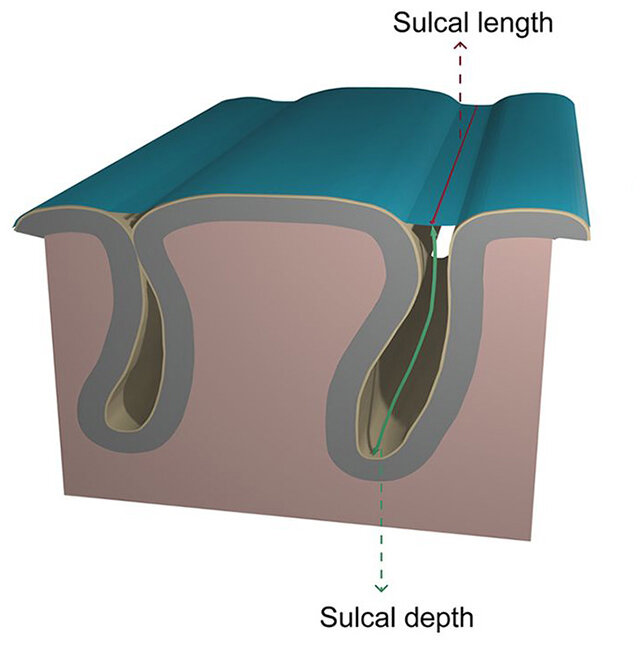 «شناخت» عمیقتر با چین خوردگیهای مغز!