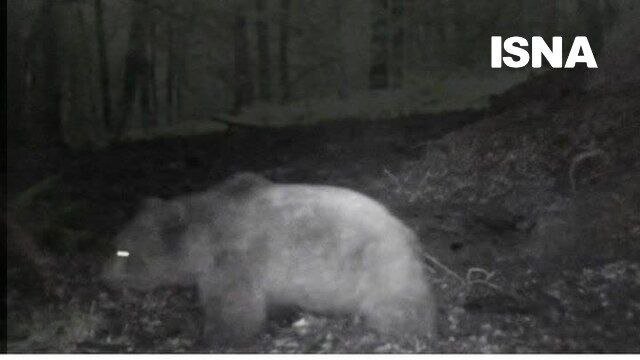 ثبت تصاویر۲ قلاده خرس قهوهای در جنگلهای لنگرود | عکس و فیلم