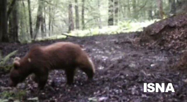 ثبت تصاویر۲ قلاده خرس قهوهای در جنگلهای لنگرود | عکس و فیلم