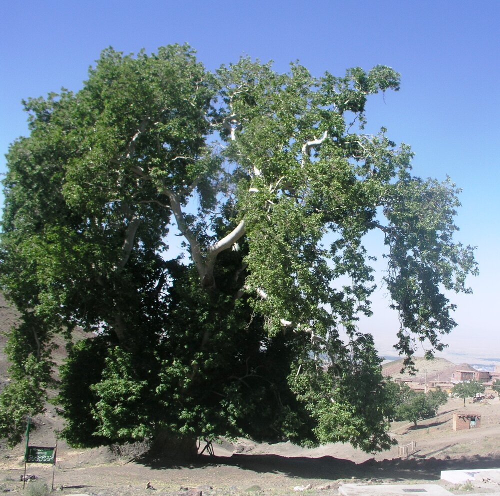 ثبت ۵ اثر طبیعی کرمان در فهرست ملی + تصاویر