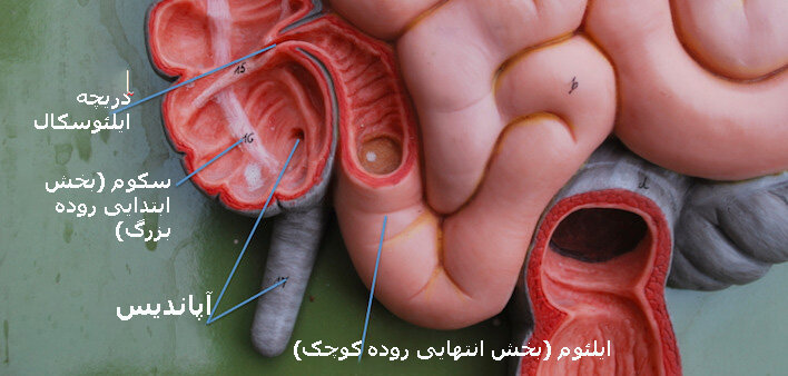 افزایش موارد یک سرطان خیلی نادر در میان جوانان