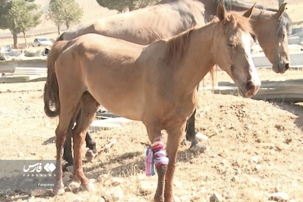 صهیونیست ‌ها به اسب ها هم رحم نمی کنند! | تصاویر
