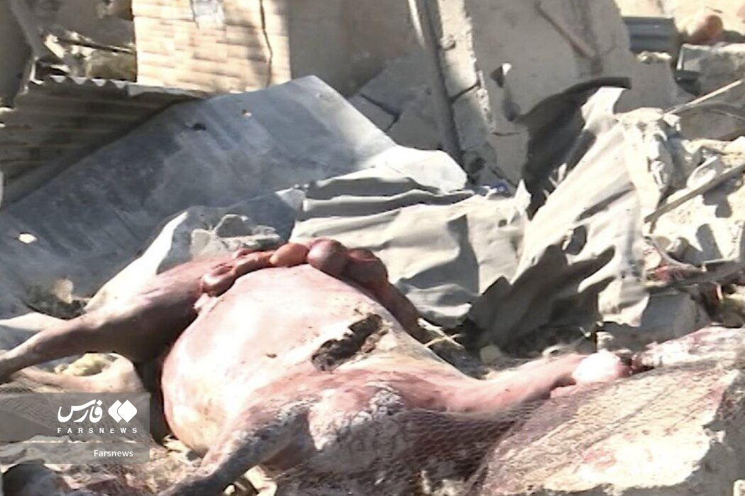 صهیونیست ‌ها به اسب ها هم رحم نمی کنند! | تصاویر