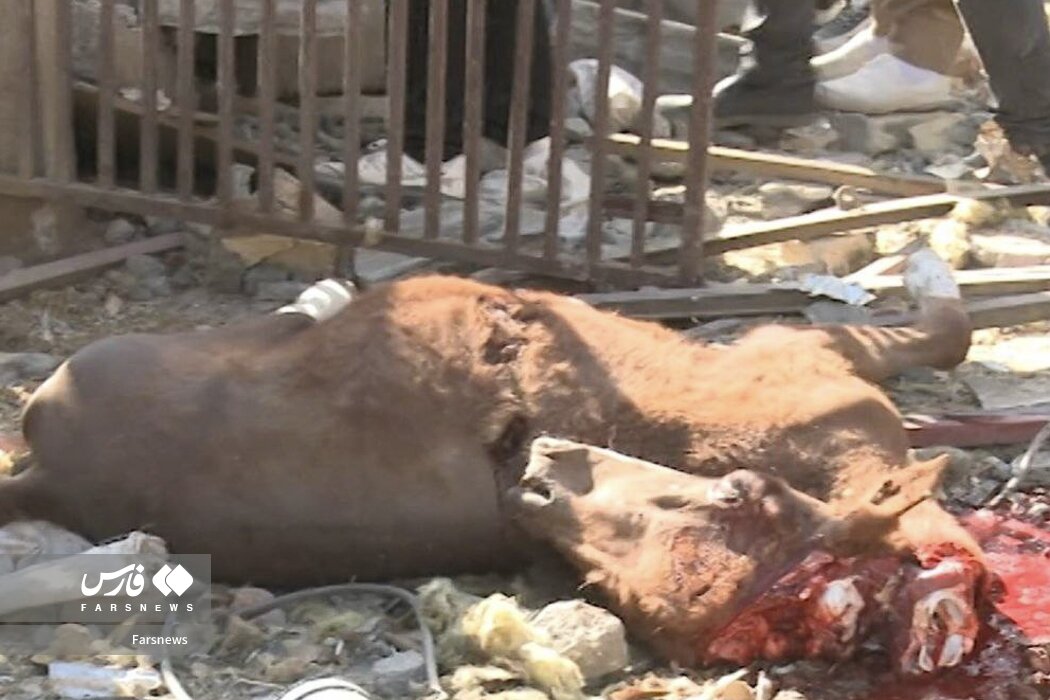 صهیونیست ها به اسب ها هم رحم نمی کنند! | تصاویر