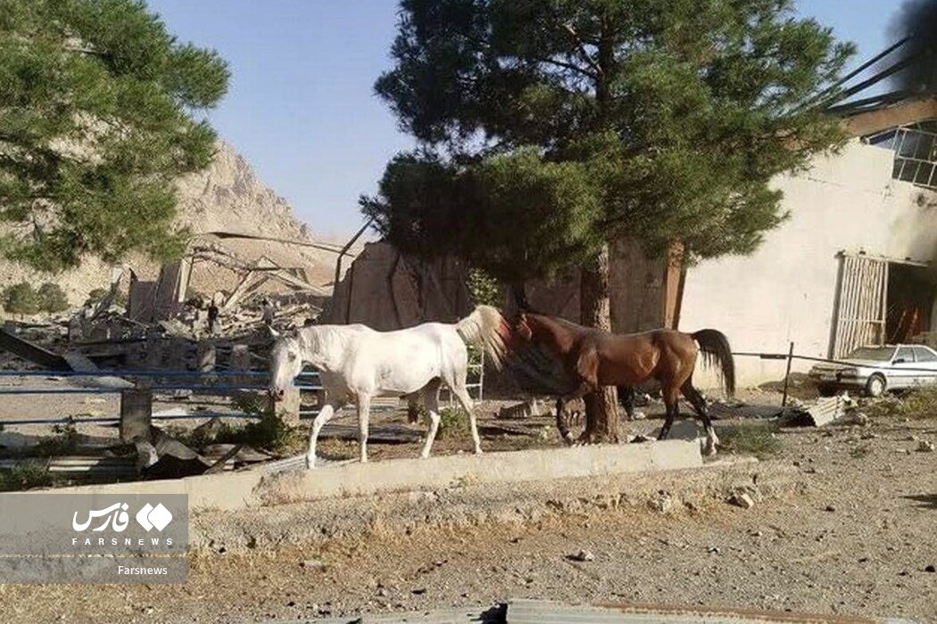 صهیونیست ‌ها به اسب ها هم رحم نمی کنند! | تصاویر