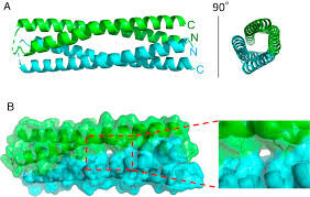 رازهای پنهان ساختار پروتئینهای کلیدی در کشف ساختارهای مولکولی مرتبط با ناباروری مردان