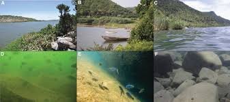 کلید طلایی پیدایش گونههای جدید در دل دریاچههای آفریقا و تکامل عجیب ماهیهای دریاچه مالاوی