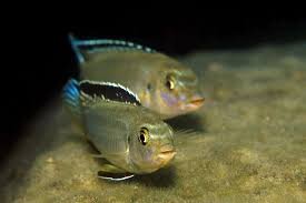 کلید طلایی پیدایش گونههای جدید در دل دریاچههای آفریقا و تکامل عجیب ماهیهای دریاچه مالاوی