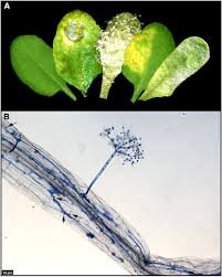 اسرار موفقیت در مقاومت گیاهان | ابزار جدید برای اصلاح نژادهای آینده