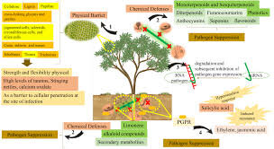 اسرار موفقیت در مقاومت گیاهان | ابزار جدید برای اصلاح نژادهای آینده