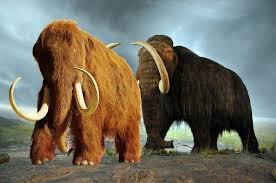 داستانی از انقراض و اکولوژی | نقش فراموششده ماموتها در حیات جنگلهای آمریکای جنوبی