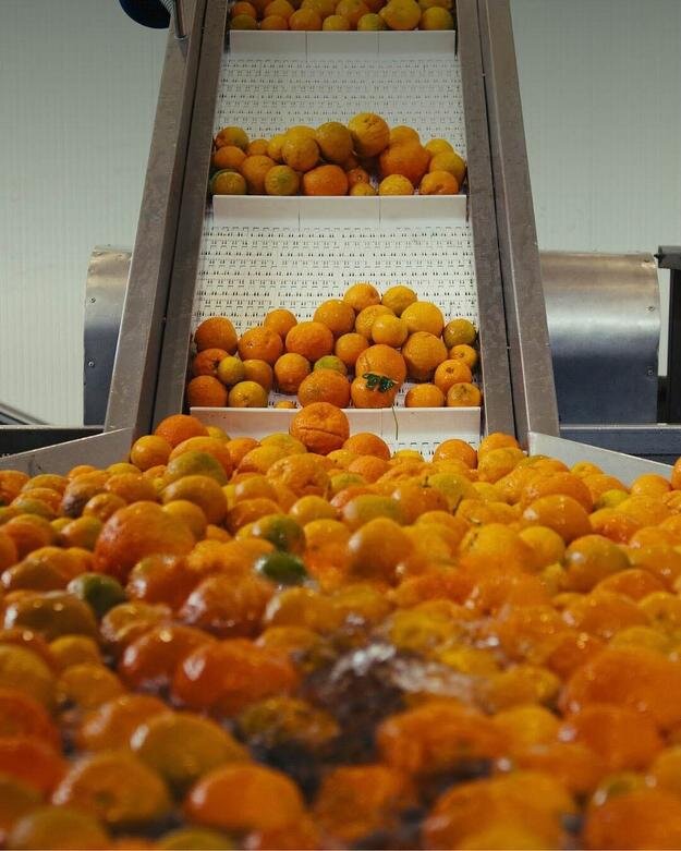 تولید لباس از پوست پرتقال | عکس