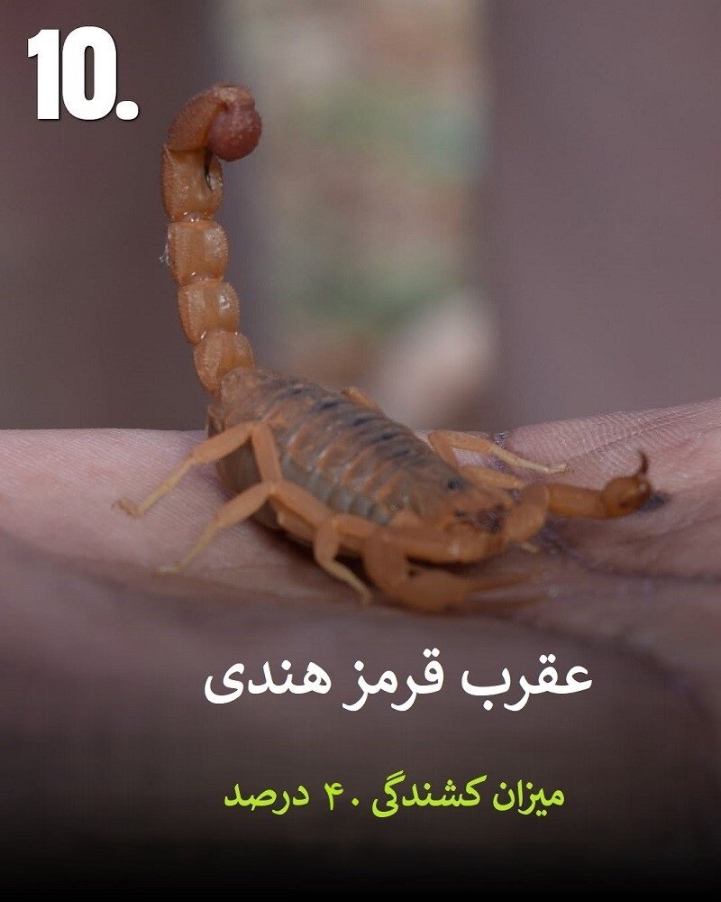 حیواناتی که نباید به آنها نزدیک شوید | عکس