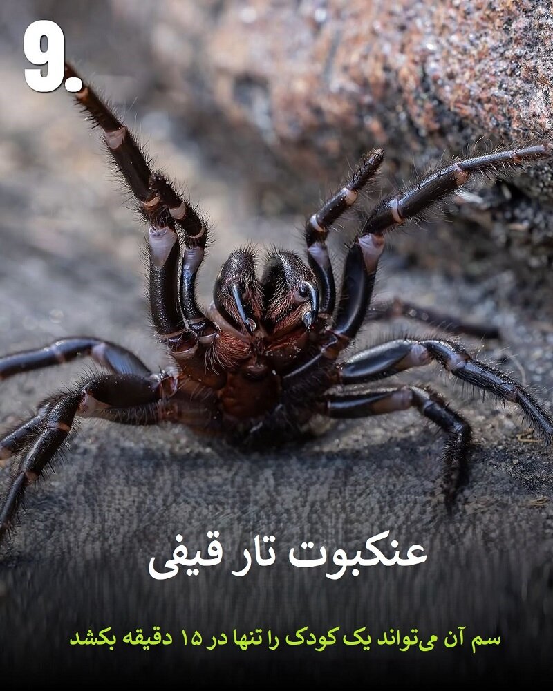 حیواناتی که نباید به آنها نزدیک شوید | عکس