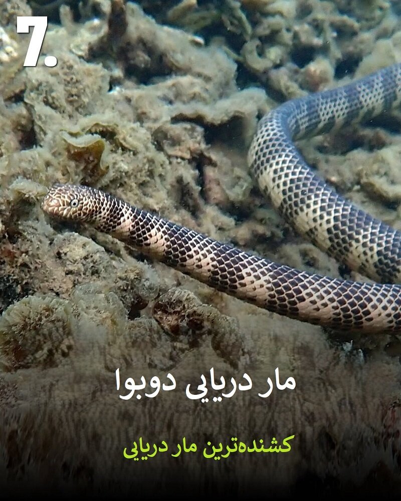 حیواناتی که نباید به آنها نزدیک شوید | عکس