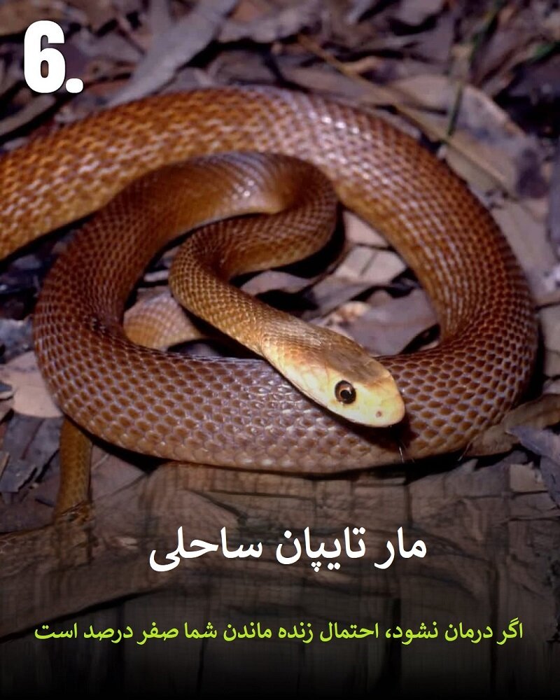 حیواناتی که نباید به آنها نزدیک شوید | عکس