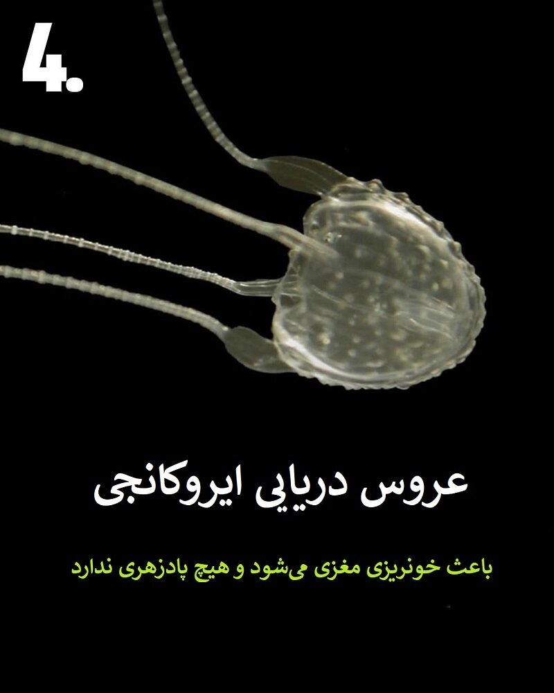 حیواناتی که نباید به آنها نزدیک شوید | عکس