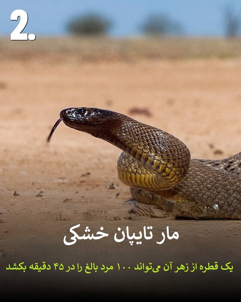 حیواناتی که نباید به آنها نزدیک شوید | عکس