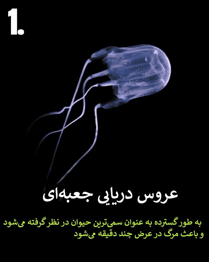 حیواناتی که نباید به آنها نزدیک شوید | عکس