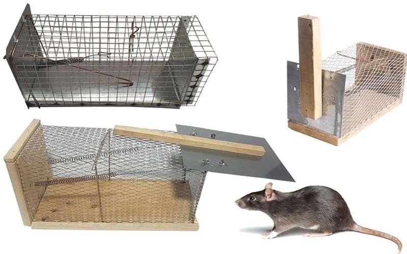 راه های کشتن موش در خانه