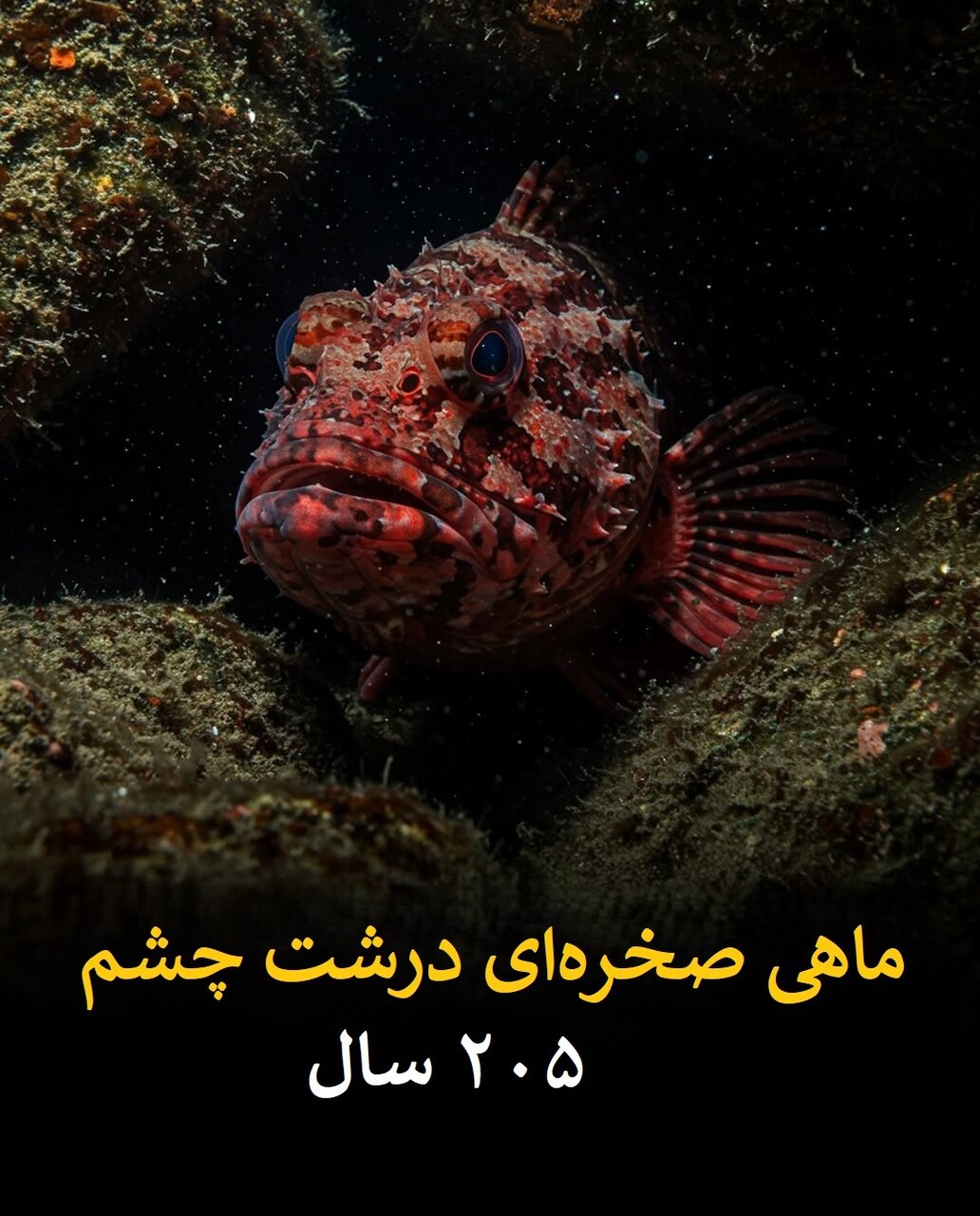 طول عمر انسان در برابر این موجودات ناچیز است! | عکس