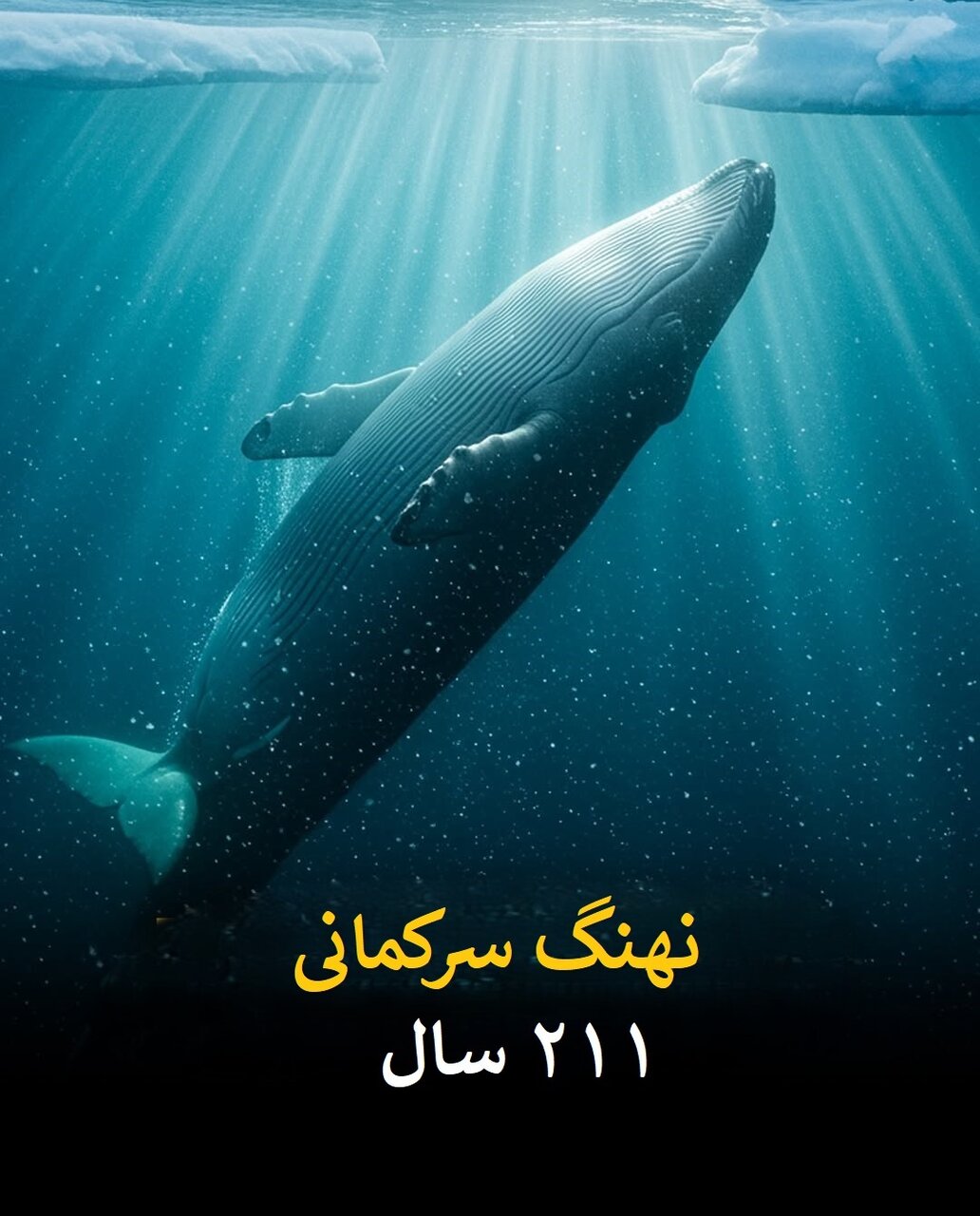 طول عمر انسان در برابر این موجودات ناچیز است! | عکس