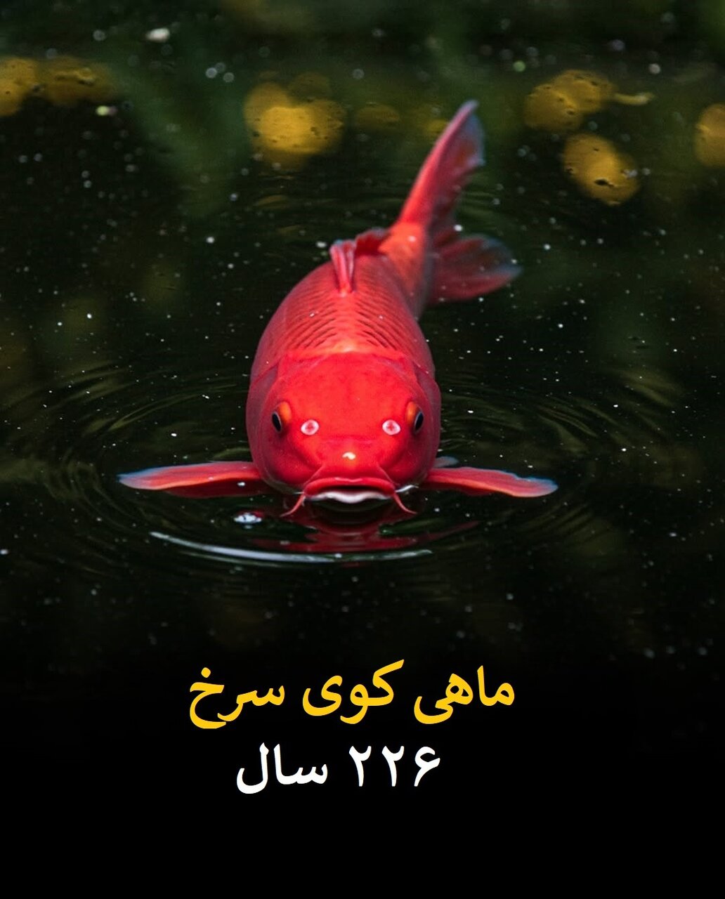 طول عمر انسان در برابر این موجودات ناچیز است! | عکس