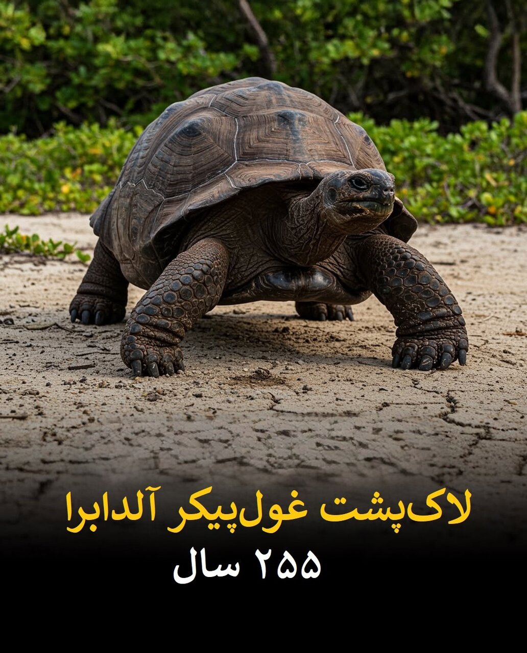 طول عمر انسان در برابر این موجودات ناچیز است! | عکس