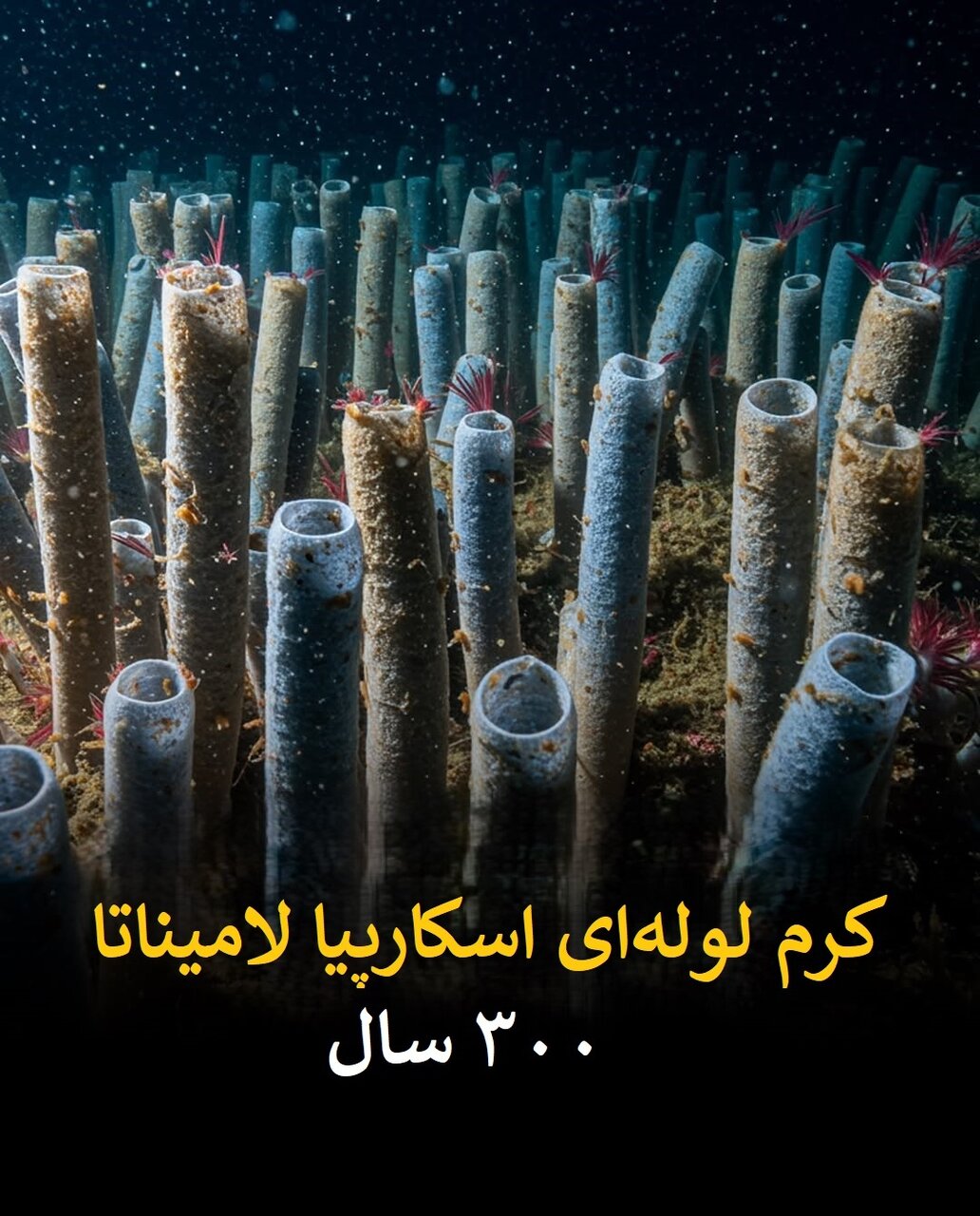 طول عمر انسان در برابر این موجودات ناچیز است! | عکس