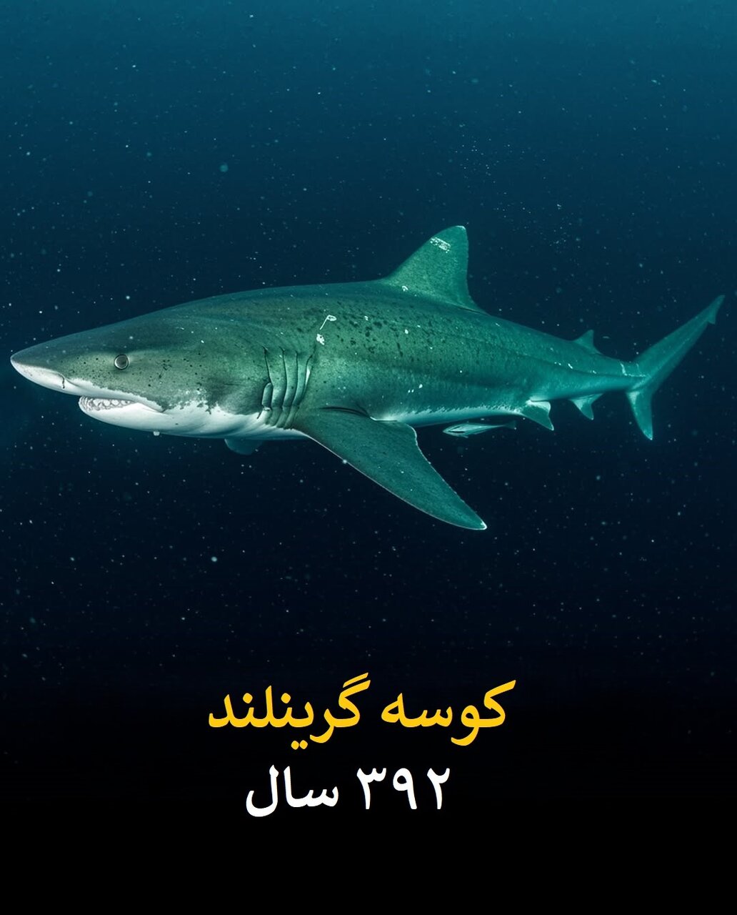 طول عمر انسان در برابر این موجودات ناچیز است! | عکس