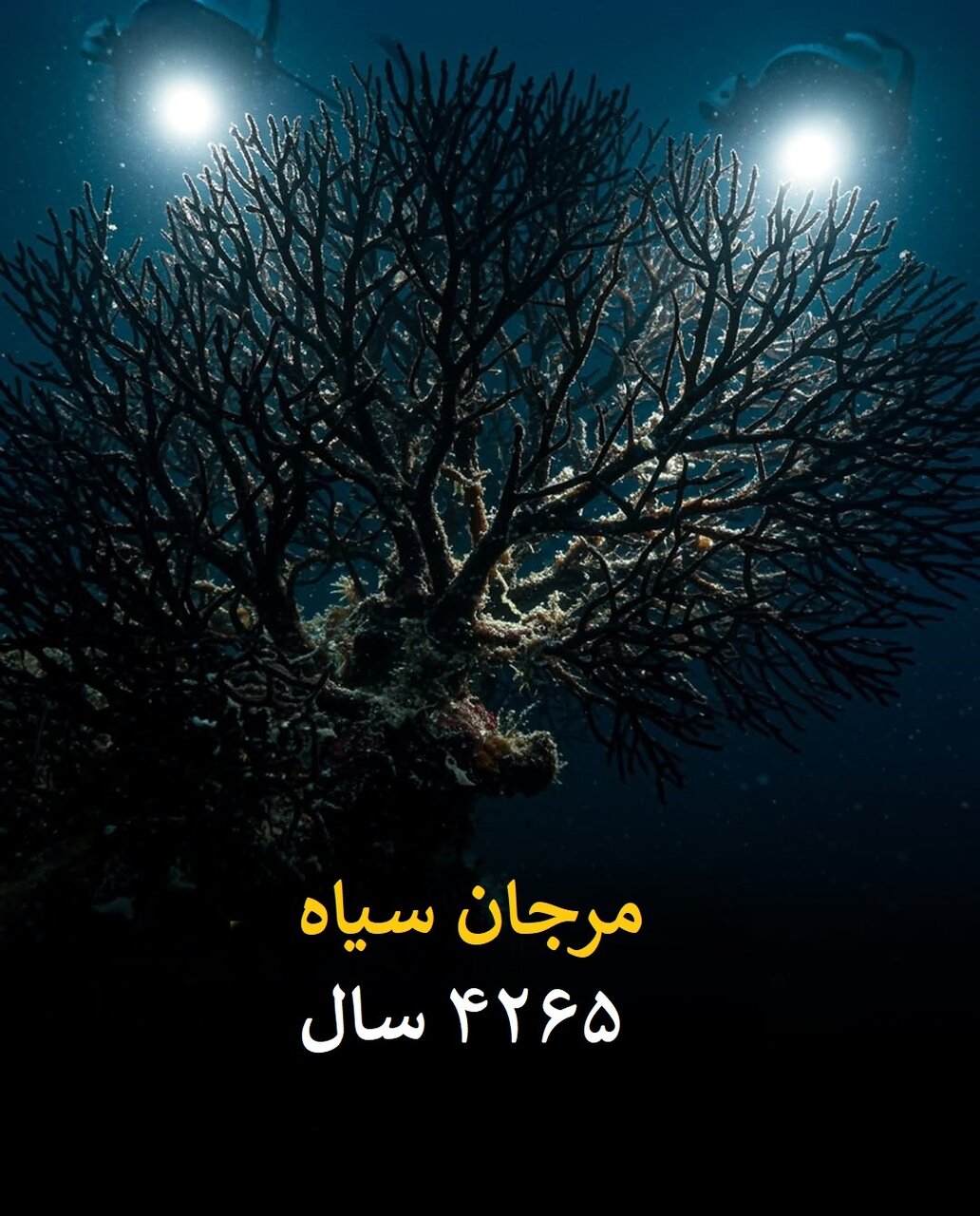 طول عمر انسان در برابر این موجودات ناچیز است! | عکس