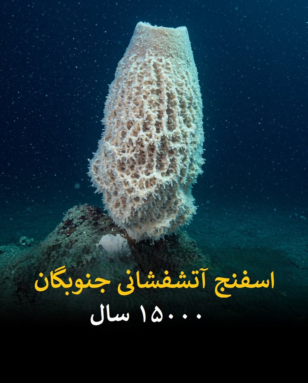 طول عمر انسان در برابر این موجودات ناچیز است! | عکس